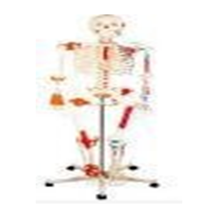 Human Skeleton with Painted Muscle and Ligament Model 180cm